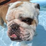 Domingo de piscina / Pool day