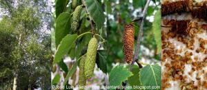 Abedul llorón Betula pendula Frutos semillas Fruits seeds
