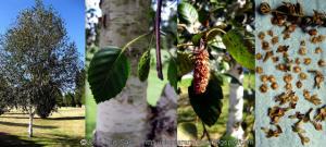 Abedul pubescente Betula alba Frutos y semillas Fruits seeds