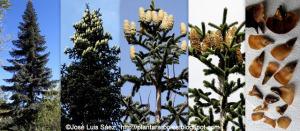 Abies Pinsapo Frutos y Semillas Fruits seeds