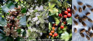 Acebo Ilex aquifolium Flores frutos semillas Fruits seeds