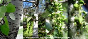 Alamo blanco Populus alba Frutos semillas Fruits seeds