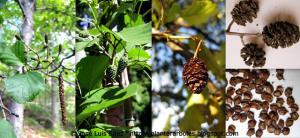 Aliso Alnus glutinosa Frutos semillas Fruits seeds