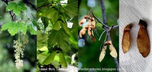 Arce falso plátano Acer pseudoplatanus Flores frutos semillas Flowers fruits seeds
