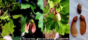 Arce_or_n_Arce_asar_Acer_opalus_Flores_frutos_semillas_Flowers_fruits_seeds