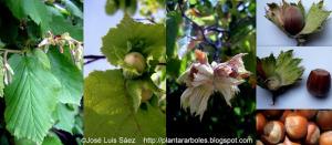 Avellano Corylus avellana Frutos semillas Fruits seeds