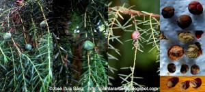 Cedro de Canarias Juniperus Cedrus Frutos semillas Fruits seeds
