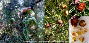 Ciprés de Cartagena Tetraclinis articulata Frutos semillas Fruits seeds