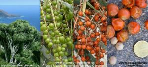 Drago de Canarias Dracaena draco Frutos semillas Fruits seeds