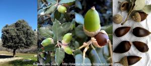 Encina Quercus ilex Frutos semillas Fruits seeds