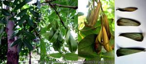 Fresno de la tierra Fraxinus angustifolia Frutos semillas Fruits seeds