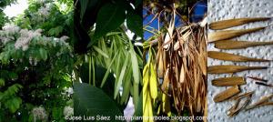 Fresno de flor Fraxinus ornus Frutos semillas Fruits seeds