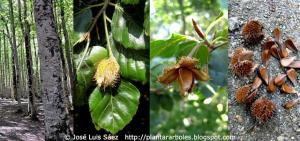Haya_com_n_Fagus_sylvatica_Frutos_semillas_Fruits_seeds