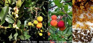 Madro_o_Arbutus_unedo_Flores_frutos_semillas_Fruits_seeds