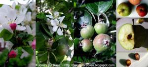 Manzano Malus pumila Flores frutos semillas Fruits seeds