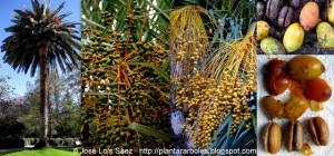 Palmera de Canarias Phoenix canariensis Frutos semillas Fruits seeds