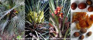 Palmito Chamaerops humilis Frutos semillas Fruits seeds