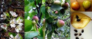 Peral_com_n_Pyrus_communis_Flores_frutos_semillas_Flowers_fruits_seeds
