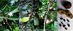 Pyrus cordata Flores frutos semillas Fruits seeds
