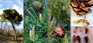 Pino_pi_onero_Pinus_pinea_Frutos_pi_as_semillas_pi_ones_Fruits_seeds