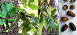 Roble o quejigo andaluz Quercus canariensis Frutos semillas Fruits seeds