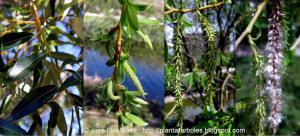 Sauce blanco Salix alba Frutos semillas Fruits seeds