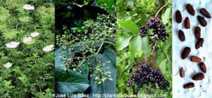 Sa_co_Sambucus_nigra_Flores_frutos_semillas_Fruits_seeds