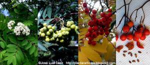 Serbal cazadores Sorbus aucuparia Flores frutos semillas Fruits seeds