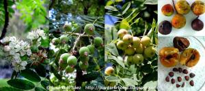 Serbal común sorbus domestica Flores frutos semillas Flowers fruits seeds