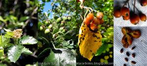 Serbal mostajo de hoja ancha Sorbus latifolia Flores frutos semillas Floers fruits seeds