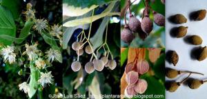 Tilo Tilia Flores frutos semillas Fruits seeds