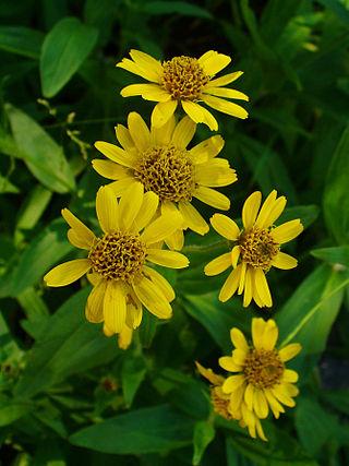 Arnica