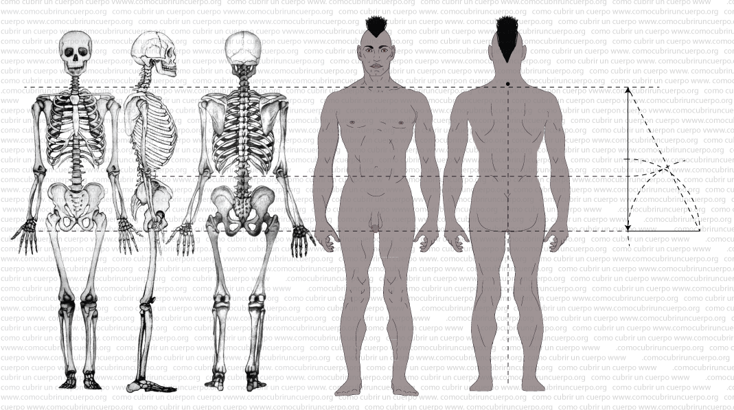 140622-Medidas verticales a partir de la estatura-003