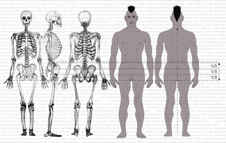 140622-Medidas verticales a partir de la estatura-004