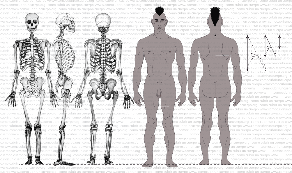 140622-Medidas verticales a partir de la estatura-005