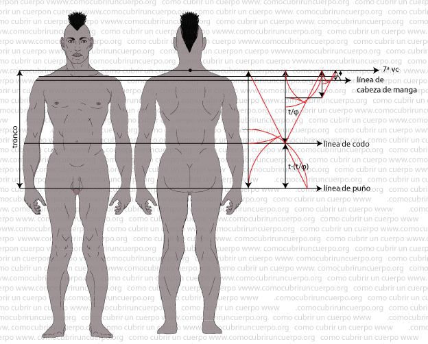 140625-Proporción-del-largo-de-brazo