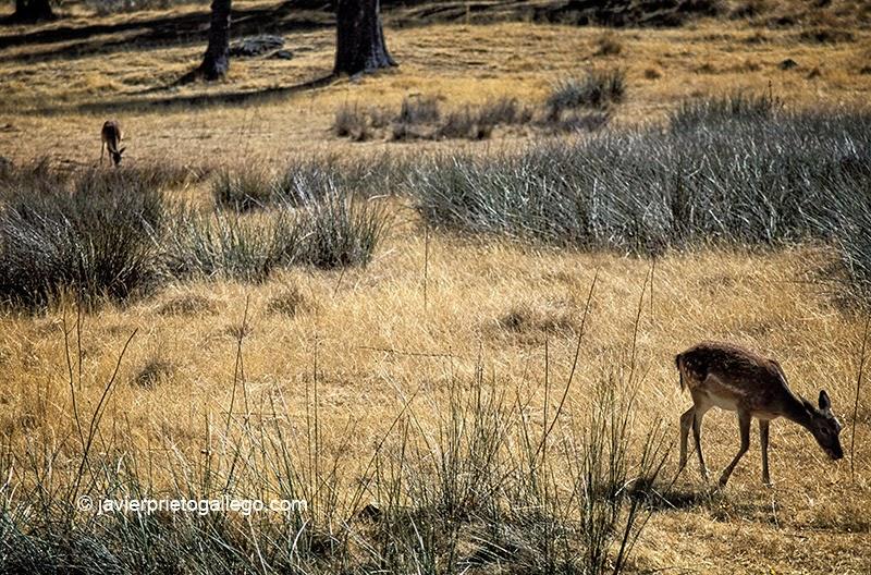 Gamos en el Bosque de Riofrío. Real Palacio de Riofrío. Segovia. Castilla y León. España. © Javier Prieto Gallego;