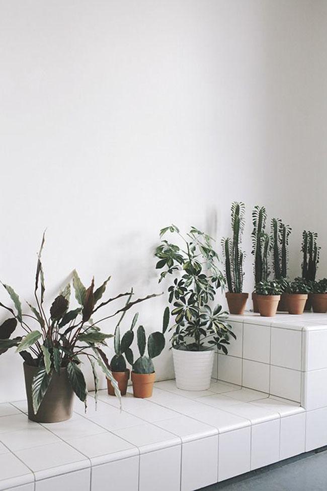 decoracion-blanco+plantas-07