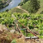 Rieles de ayuda en la vendimia