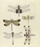 Libelulas_7