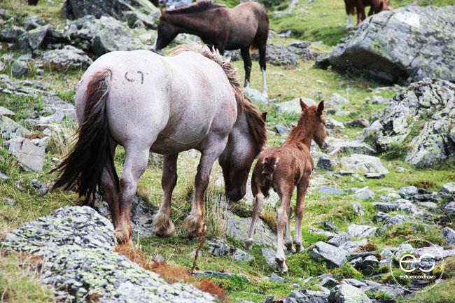 escandinavo-wedeco-vive-el-verano-03