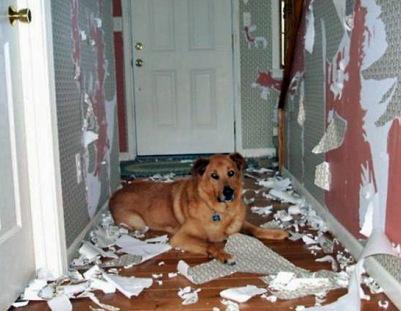 desastre-de-un-perro-en-casablog