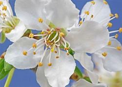Flores-de-Bach-CherryPlum-Cerasifera