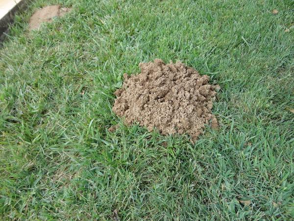 MONTÍCULO DE TIERRA DEJADO POR UN TOPO - RESPIRADERO DE TOPO