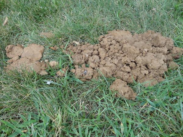 MONTÍCULO DE TIERRA DEJADO POR UN TOPO - RESPIRADERO DE TOPO