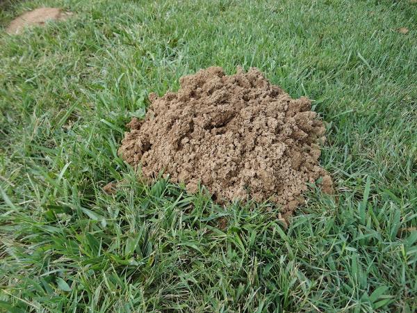 MONTÍCULO DE TIERRA DEJADO POR UN TOPO EN EL JARDÍN