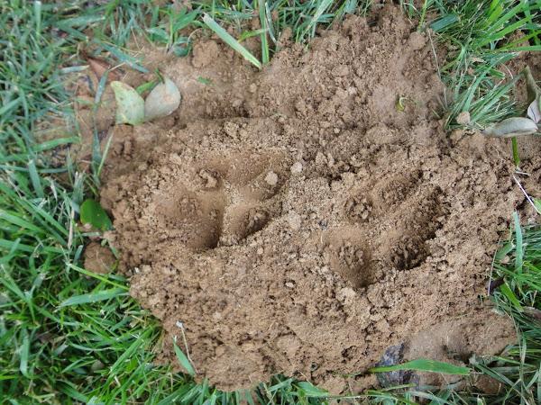 HUELLAS DE PERRO EN EL JARDÍN