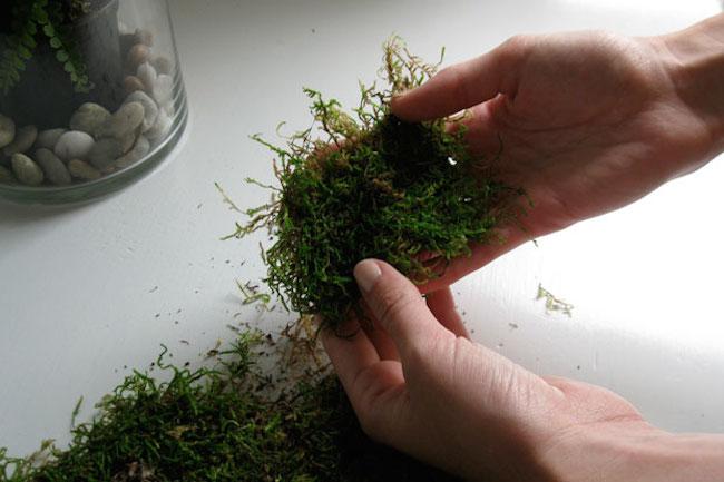 terrario paso a paso