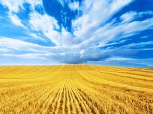 paradigma abundancia 