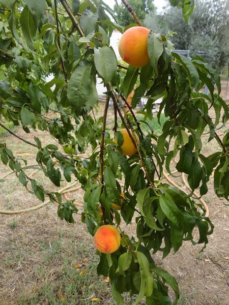 RAMAS DE MELOCOTONERO VENCIDAS POR EL PESO DE LA FRUTA